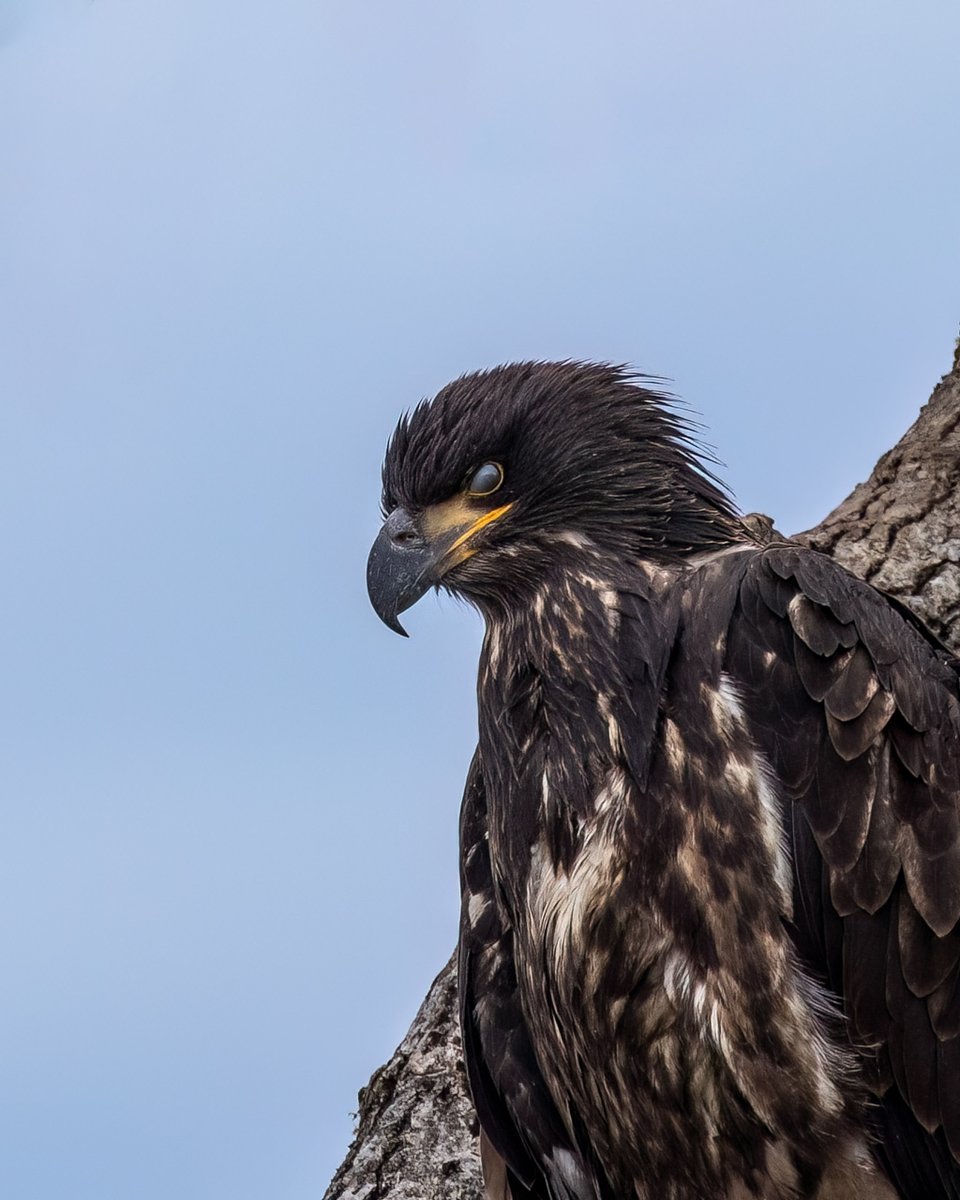 UntamedAperture's tweet photo. Juvenile bald eagle near Soldotna, Alaska showing off its fancy nictating membranes. You don't have any nictating membranes because you're not fancy.

#baldeagles #wildlifephotography https://t.co/jANLhPv1ZP