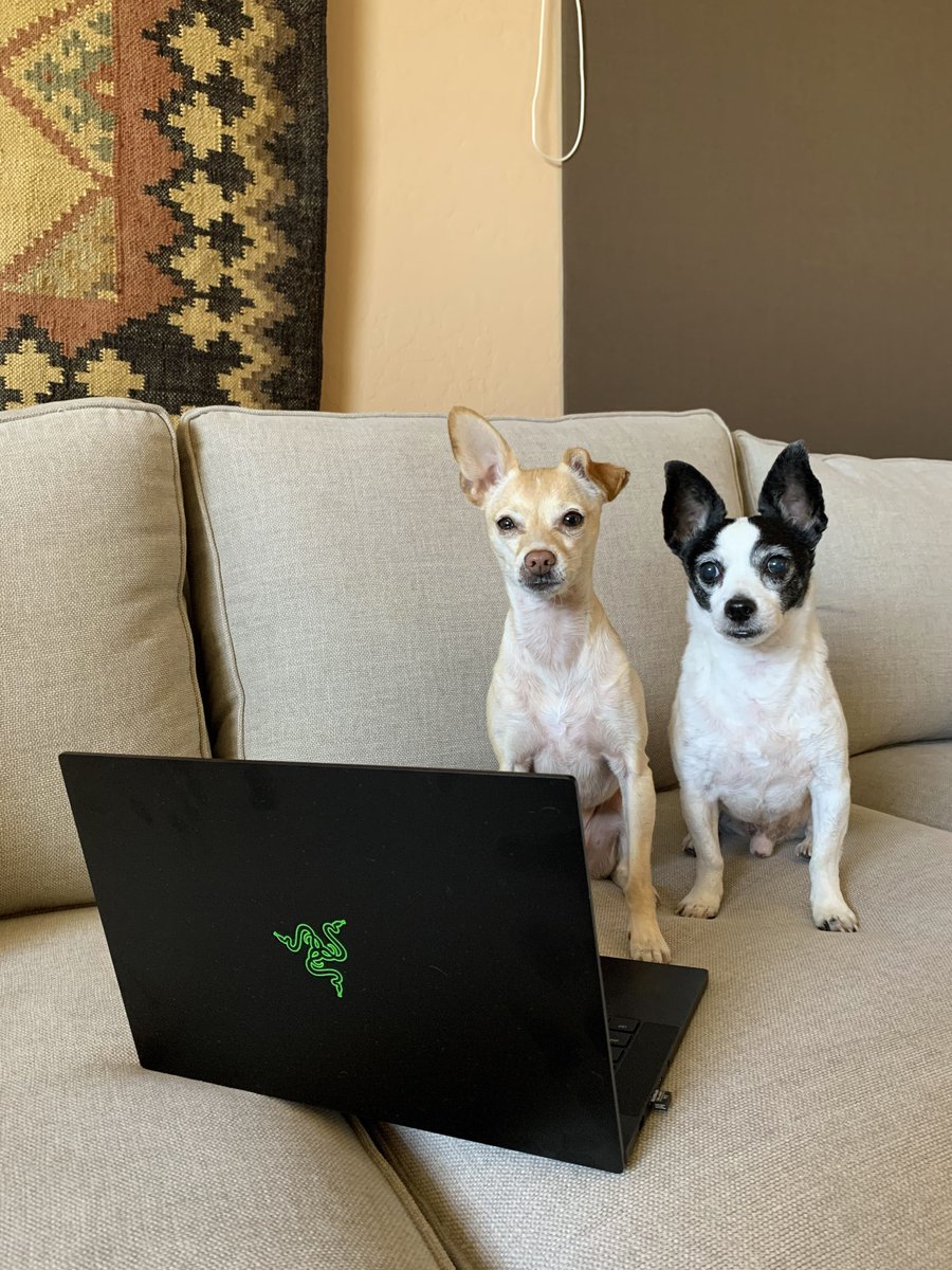 Razer's tweet photo. Happy International Dog Day! 🐶 Show us how your Razer Pups keep you company while you work or game!
📷: JoshNissan, peach_princess_of_pomeranian, thebokbokdog, ananectarine

#InternationalDogDay #InternationalDogDay2022 https://t.co/6bQWLnMfz9