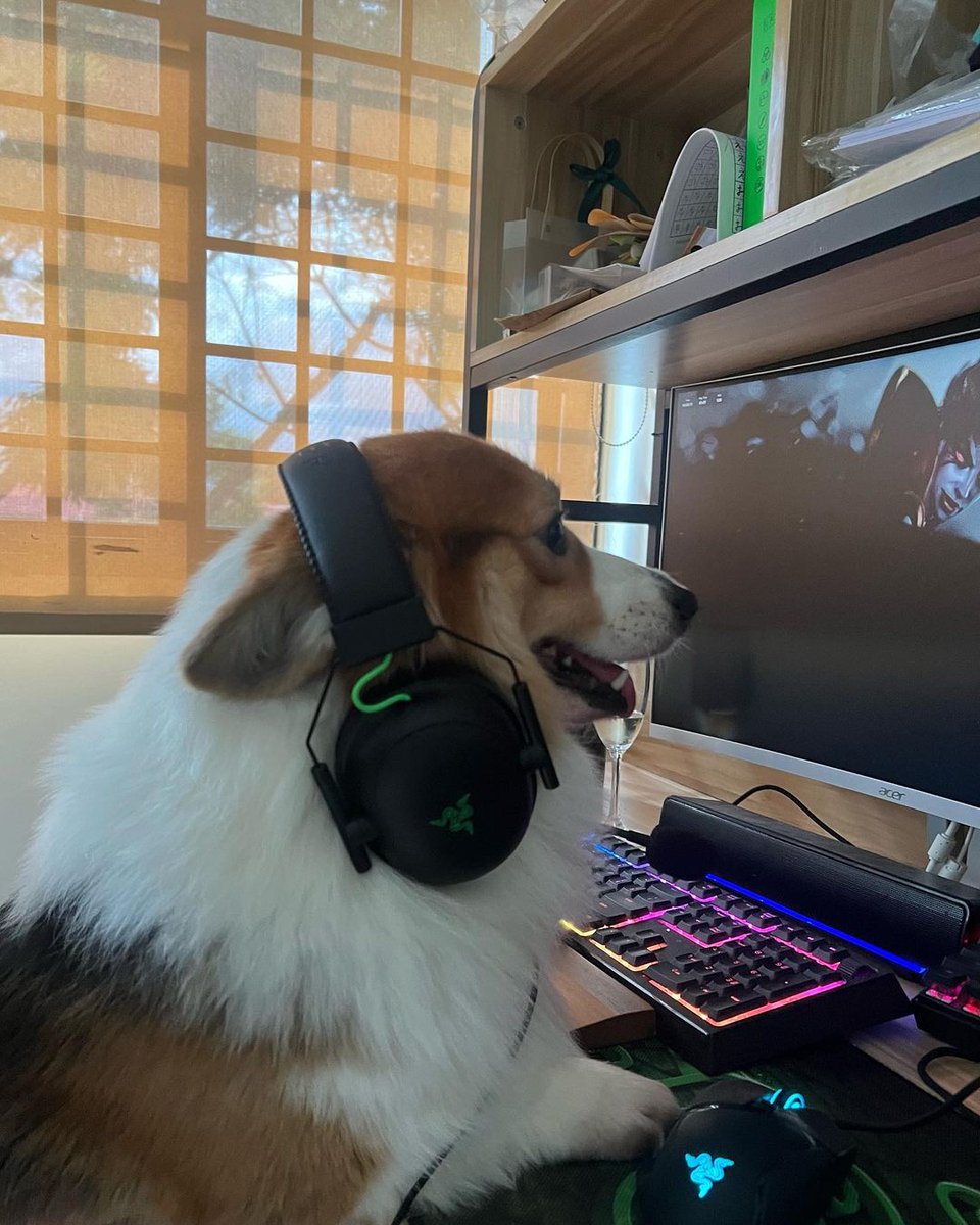 Razer's tweet photo. Happy International Dog Day! 🐶 Show us how your Razer Pups keep you company while you work or game!
📷: JoshNissan, peach_princess_of_pomeranian, thebokbokdog, ananectarine

#InternationalDogDay #InternationalDogDay2022 https://t.co/6bQWLnMfz9