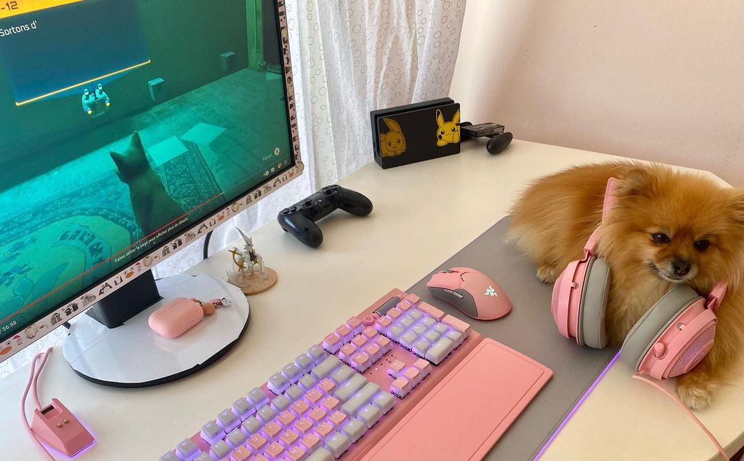 Razer's tweet photo. Happy International Dog Day! 🐶 Show us how your Razer Pups keep you company while you work or game!
📷: JoshNissan, peach_princess_of_pomeranian, thebokbokdog, ananectarine

#InternationalDogDay #InternationalDogDay2022 https://t.co/6bQWLnMfz9
