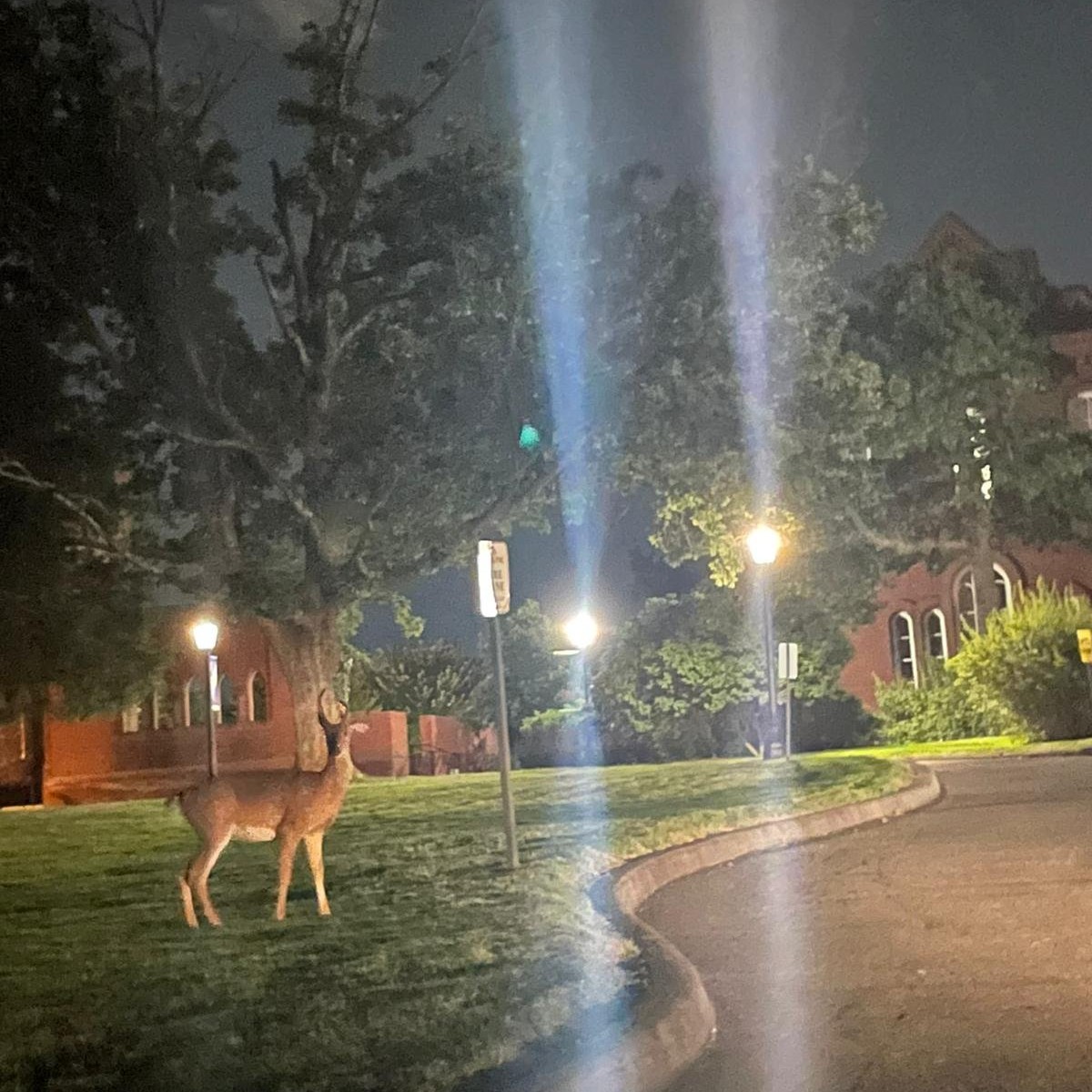 We had some late-night visitors on campus this week...

Photo Credit: AnnMarie Dinan Hansen, '23