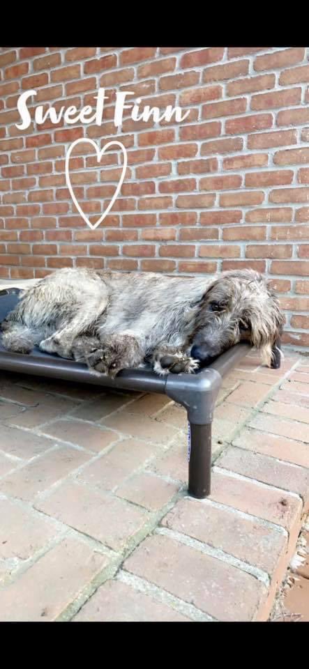 JLC1933's tweet photo. Every day is dog day around here! https://t.co/yLTBpsWCBz