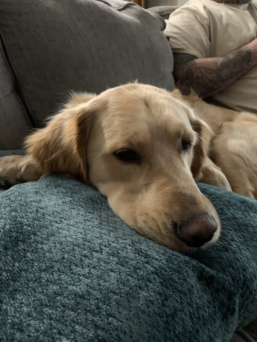 wrestling_gandy's tweet photo. I guess today is National Dog Day!! This guy is awesome!!! He is my best friend!!! 

#southjerseyshooters #sjshooters #goldenretrieverhuntingducks #dogswhohunt #birddogoftheday #goldenretrieverpuppy #gundog #gundoghunting #gundogpuppy #uplanddog #duckdog #duckdogs https://t.co/Ui0I7LB1e1