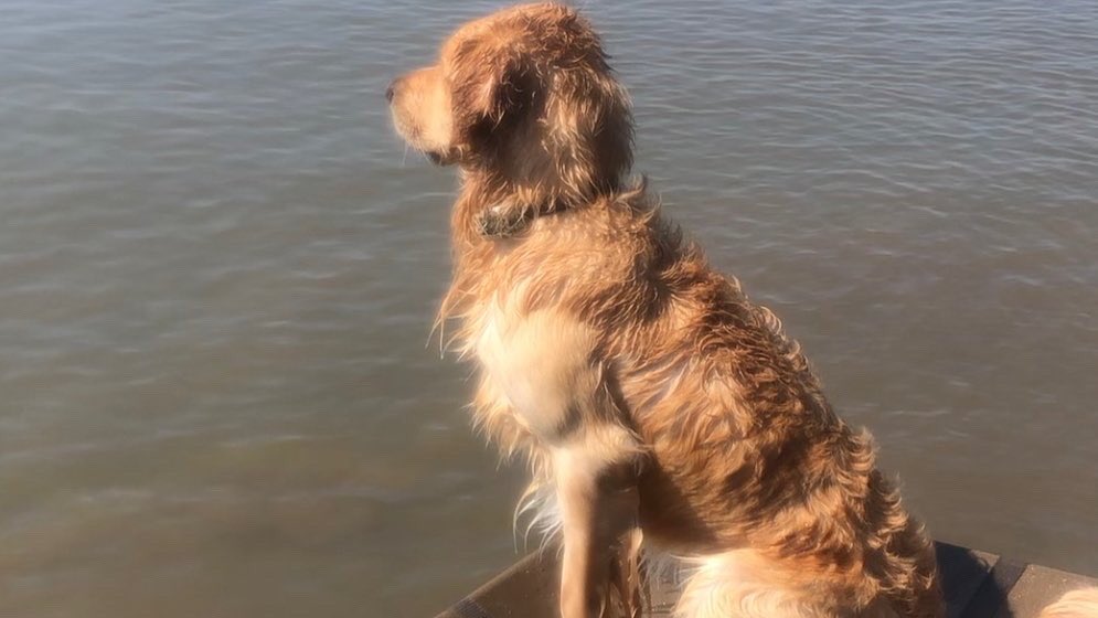 wrestling_gandy's tweet photo. I guess today is National Dog Day!! This guy is awesome!!! He is my best friend!!! 

#southjerseyshooters #sjshooters #goldenretrieverhuntingducks #dogswhohunt #birddogoftheday #goldenretrieverpuppy #gundog #gundoghunting #gundogpuppy #uplanddog #duckdog #duckdogs https://t.co/Ui0I7LB1e1