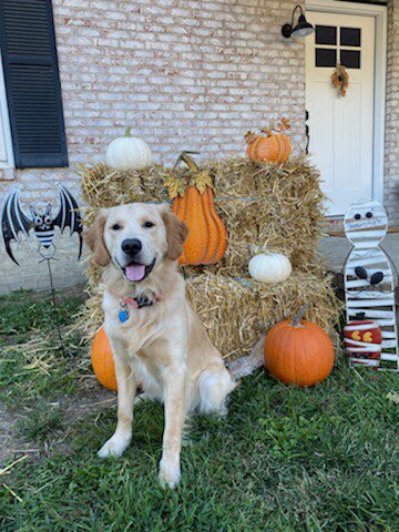 wrestling_gandy's tweet photo. I guess today is National Dog Day!! This guy is awesome!!! He is my best friend!!! 

#southjerseyshooters #sjshooters #goldenretrieverhuntingducks #dogswhohunt #birddogoftheday #goldenretrieverpuppy #gundog #gundoghunting #gundogpuppy #uplanddog #duckdog #duckdogs https://t.co/Ui0I7LB1e1