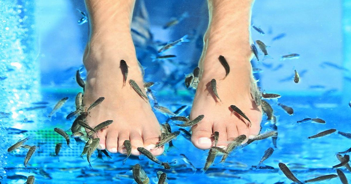 SaltwaterSpa's tweet photo. ¡Fish Therapy! Es una terapia en la que se mantienen los pies sumergidos en un estanque y mediante el masaje que los peces aplican al succionar, se mejora la circulación sanguínea, relaja los pies y acelera la regeneración de la piel. 🤗 🐟  #Spa #FishTherapy #CasaDoradaCabo https://t.co/8Dv0WJyAr1