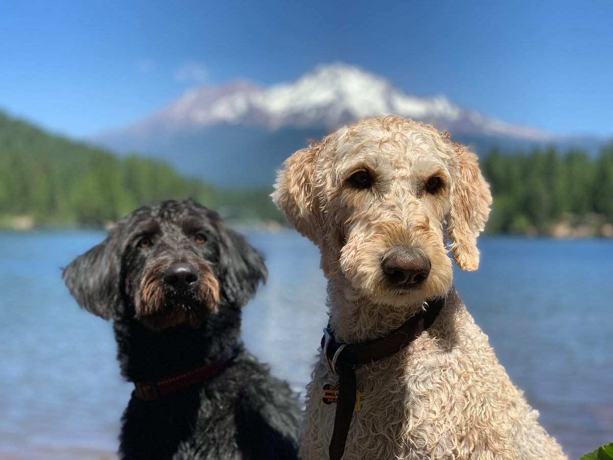 All_Miles's tweet photo. ❤️❤️ #NationalDogDay https://t.co/PggxVDMQmF