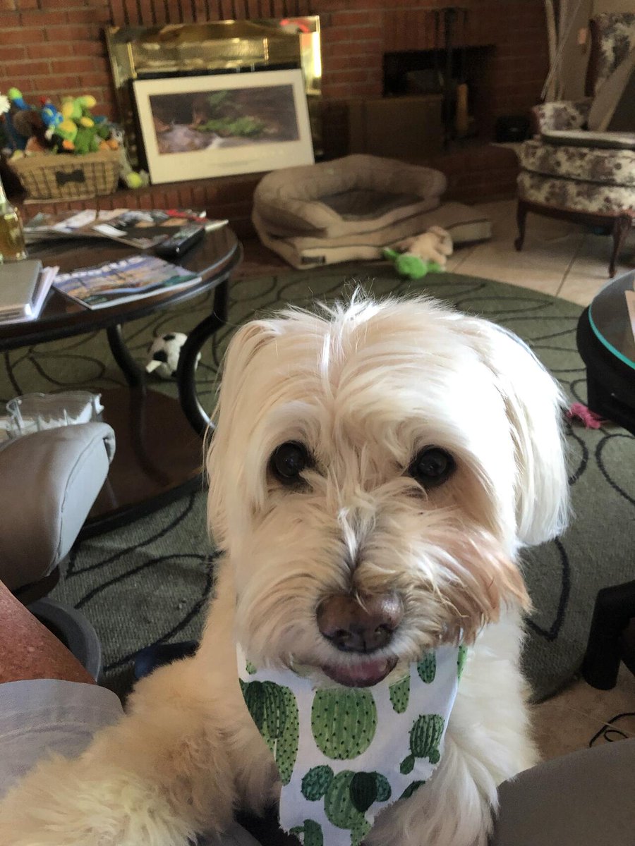 JOSIEANNMILLER0's tweet photo. #NationalDogDay #Keeva #JAM #Stopfakeprofil https://t.co/MAvKgOHDu0