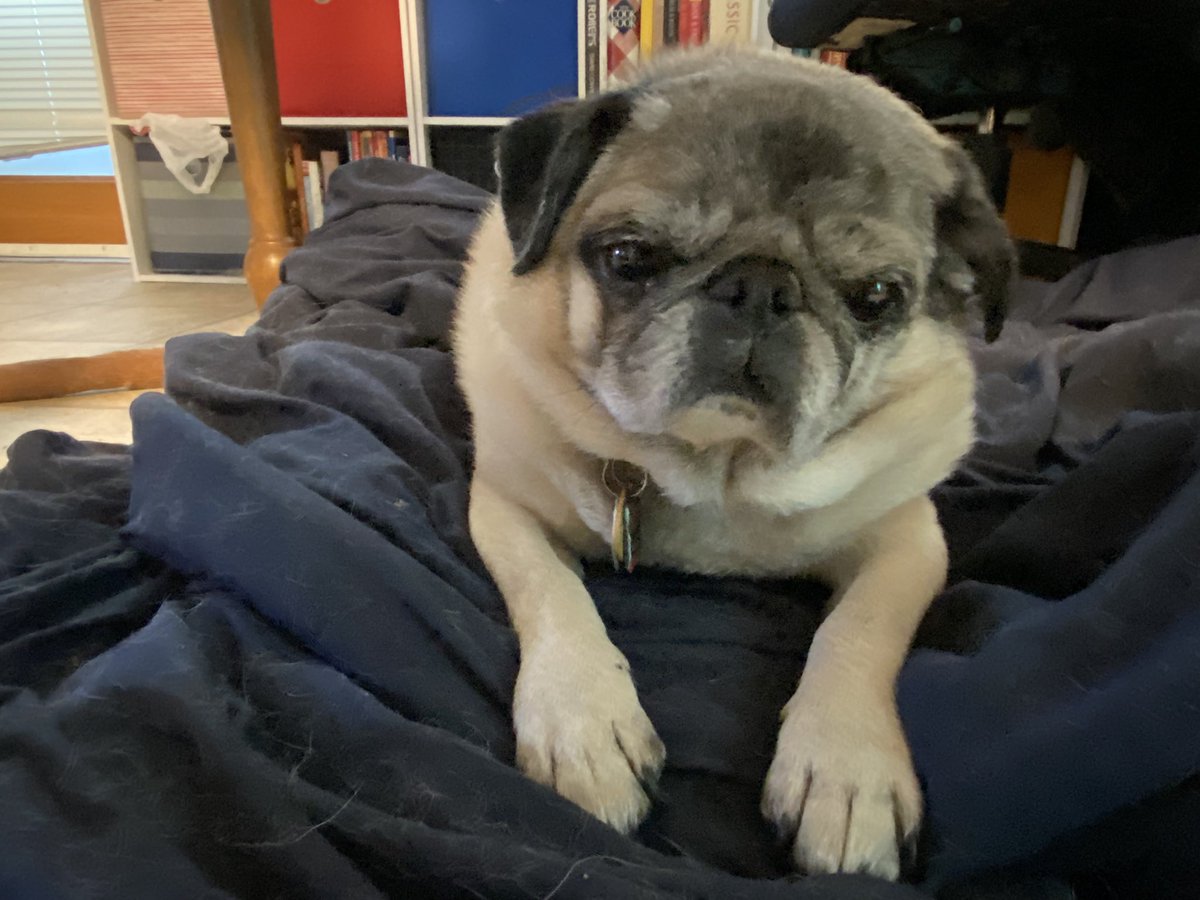 ThePugBros's tweet photo. Happy #NationalDogDay ! https://t.co/xgJ22HmwQq
