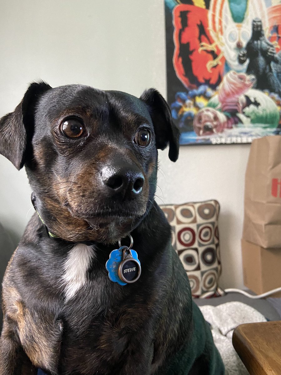 ThePugBros's tweet photo. Happy #NationalDogDay ! https://t.co/xgJ22HmwQq
