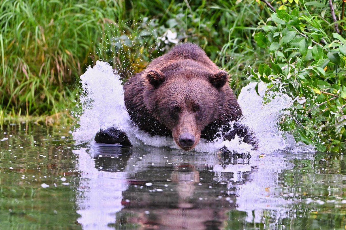 dneeljrphoto's tweet photo. Love the reflection of the bear in the still water before the explosion happened. Alaskan Brown Bear (Ursus horribilus) going for a Sockeye salmon in Lake Clark National Park Alaska. #nikonusa #nikonnofilter #nikoncreator #NaturePhotography #wildlifephotography #captureAlaska https://t.co/nP7hFAHuBV