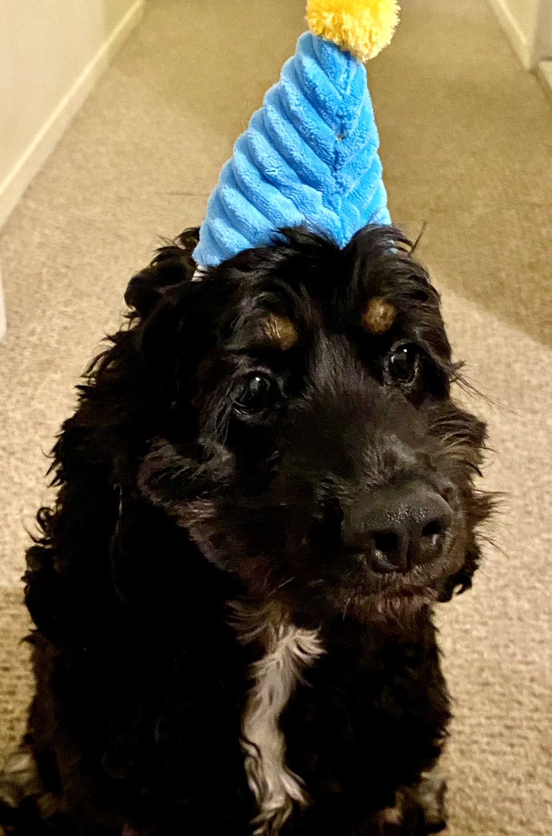 KerryFarraday's tweet photo. Happy National Dog Day to all of our precious pups here and in Heaven!! 💖 Get your party hats on like Remy here and celebrate our best friends!! 🥳🎉🎉🎉🐶🐶🐶💕💕💕

#nationaldogday #humansbestfriend https://t.co/77GRGszByf