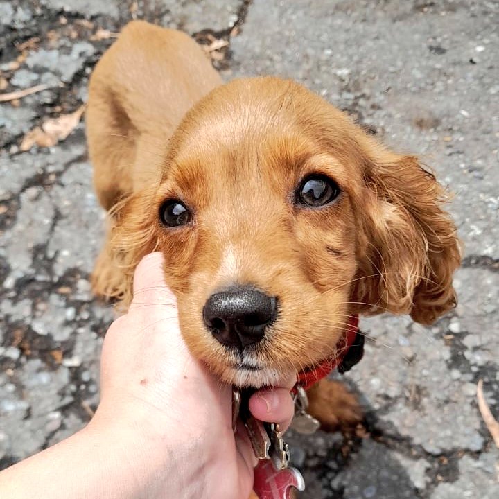 eliasayegh's tweet photo. #ServicioPublico esta cachorra de 3 meses llamada Kira se encuentra extraviada en nuestro municipio #ElHatillo, si alguna persona logra ubicarla, comunicarse al 0412.441.36.37 o ponerse en comunicación con nosotros. Ayuda dale RT. https://t.co/WiXEl8uJHq