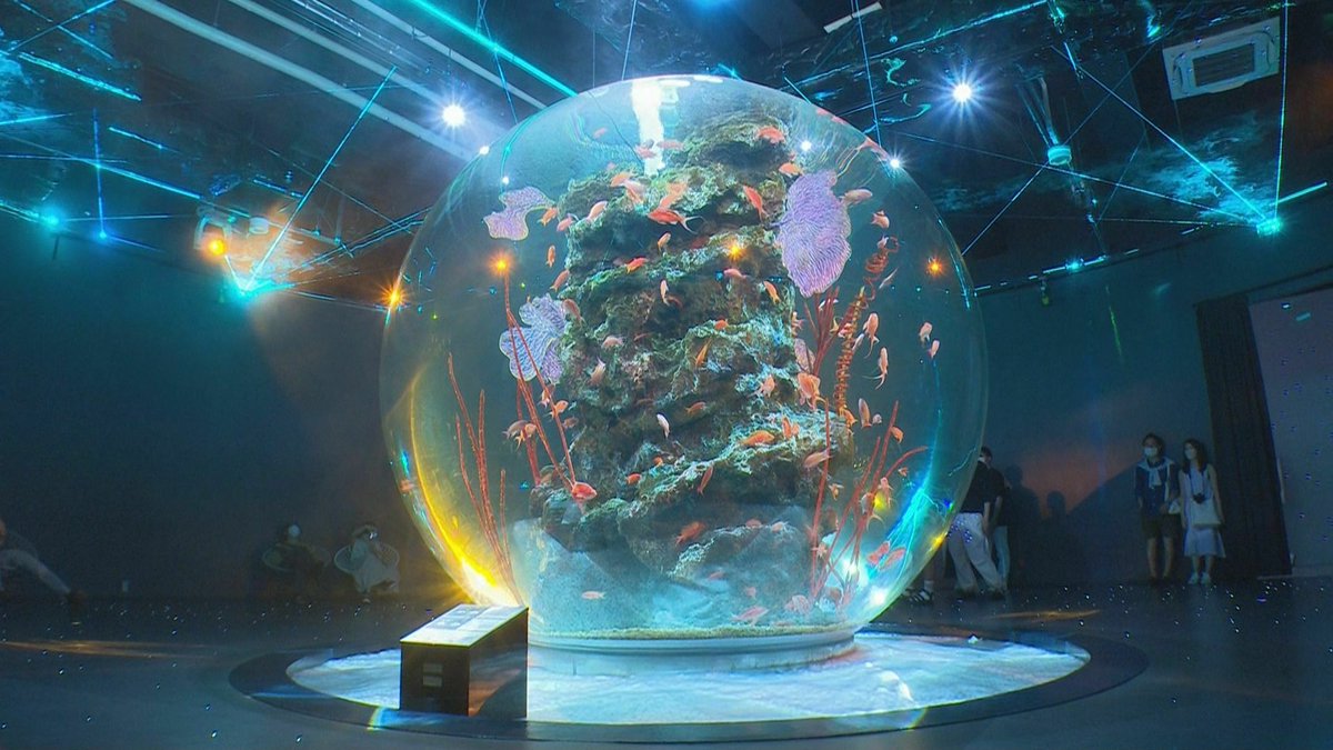 花咲かタイムズ 毎週土曜9 25 Cbc Hanasaka Twitter Analytics Trendsmap