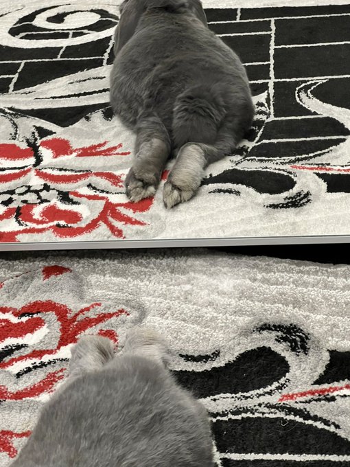 They say Bun&rsquo;s feet bring luck, so here&rsquo;s lots of luck for you 🥰 https://t.co/RtKn8ab3CZ