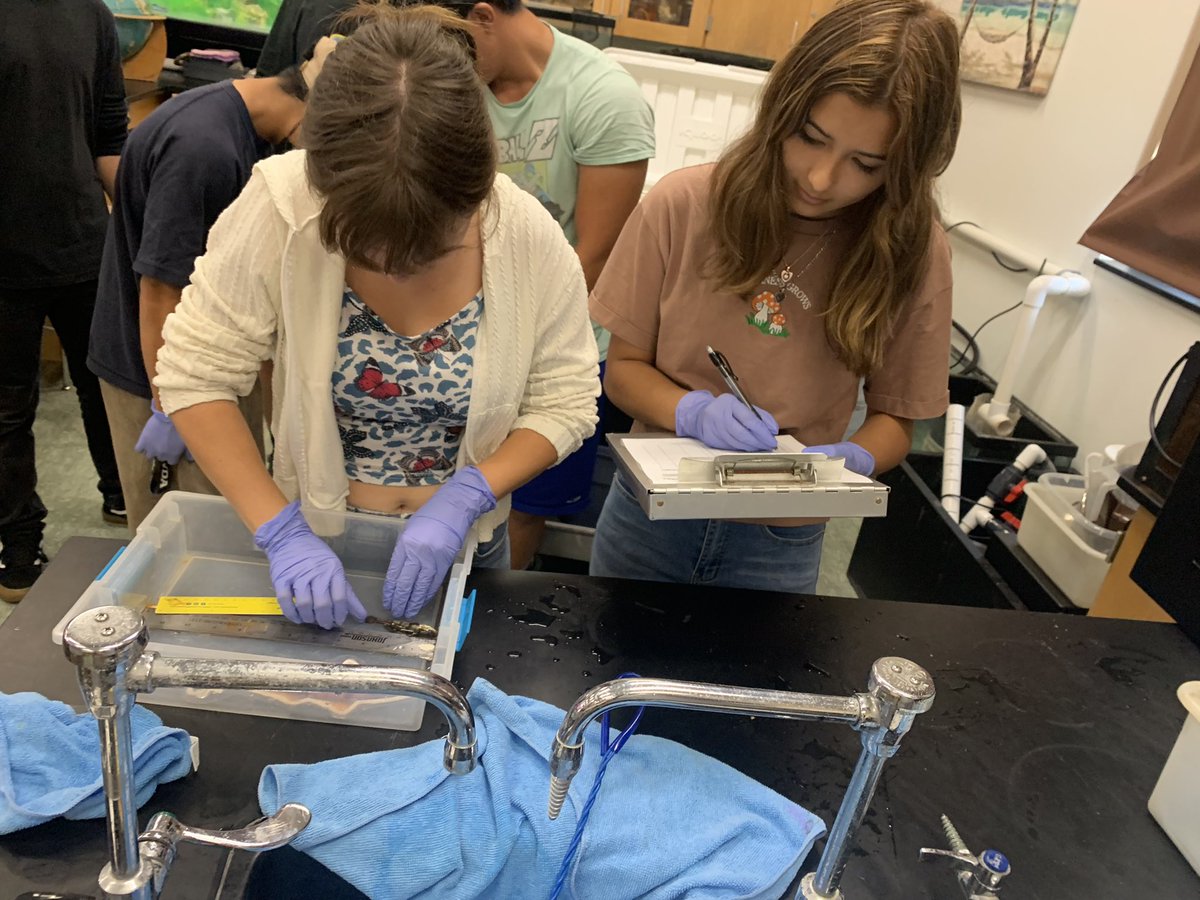 WillJacoway's tweet photo. Excited to get the White Sea bass with @hubbsmikes and @HubbsResearch today as part of the #SITC program.
@helixcharter students are excited to raise and release the WBS. https://t.co/rE2lDIBanS