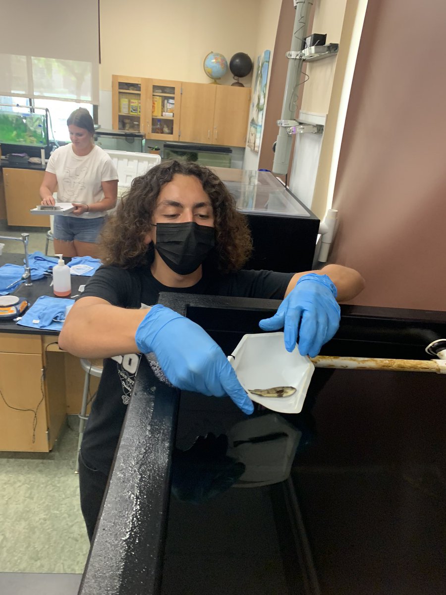 WillJacoway's tweet photo. Excited to get the White Sea bass with @hubbsmikes and @HubbsResearch today as part of the #SITC program.
@helixcharter students are excited to raise and release the WBS. https://t.co/rE2lDIBanS