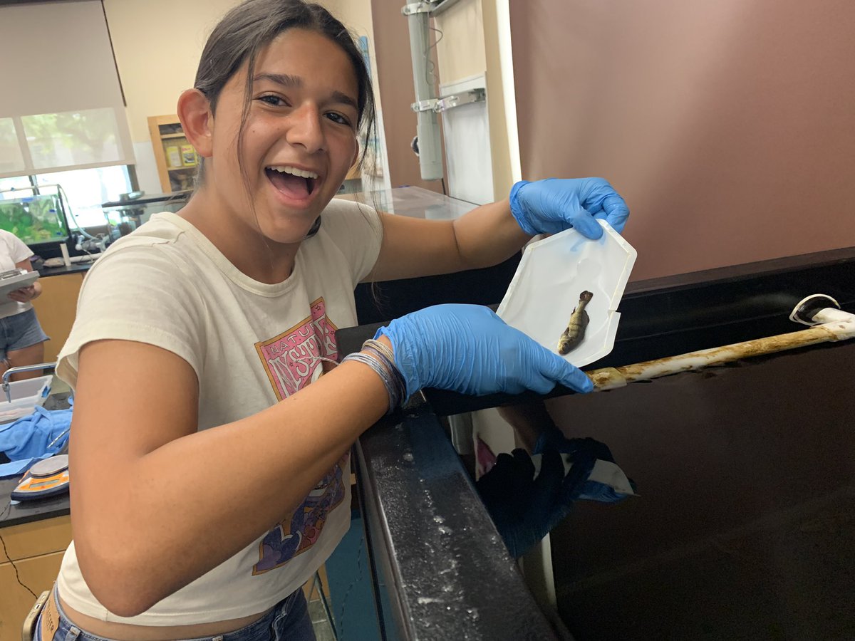 WillJacoway's tweet photo. Excited to get the White Sea bass with @hubbsmikes and @HubbsResearch today as part of the #SITC program.
@helixcharter students are excited to raise and release the WBS. https://t.co/rE2lDIBanS