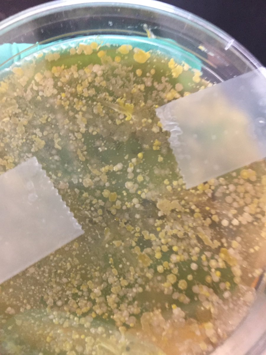 @Mr.Graves tweet media