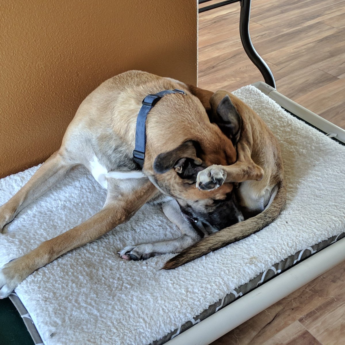 DeanIsConcerned's tweet photo. Dean is concerned that your National Dog Day may not be as good as his. #DeanIsConcerned #DogsofTwittter #Dean #nationaldogday https://t.co/Sv9ShV8nYD