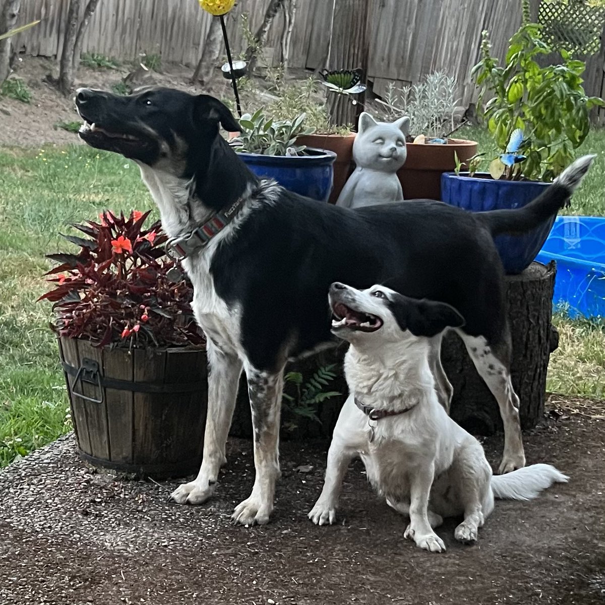 MattyTimbers's tweet image. Happy National Dog Day to Sasha and Harlow!