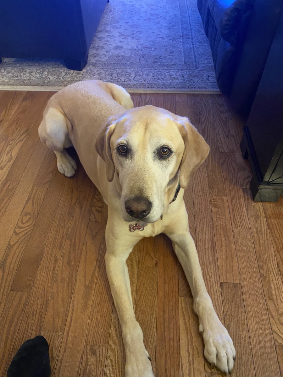 donsiddall's tweet photo. Stella says happy dog day! https://t.co/l4rnlONfA6