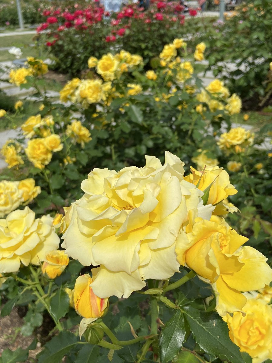 Mai_pay_forward's tweet photo. おはようございます❣️

8/27(土)、今日は一粒万倍日
そして 17:17、新月を迎えます💖😊✨

新月の願い事は、17:17以降、8/29(月) 12:08までに書いてね💖

今日は開運日なので 特にオススメ🌸

みなさんの願いが叶いますように😊🙏✨

素敵な週末をね～💖🤗🌹🌼✨ https://t.co/Txlrzu4gYH
