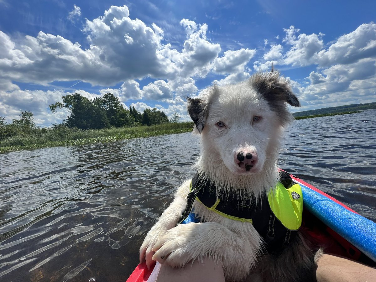 Stephane_McD's tweet photo. @ctvottawa Skye, our double Merle Aussie rescue, enjoying a paddle on Calabogie lake https://t.co/doPaft8jMS