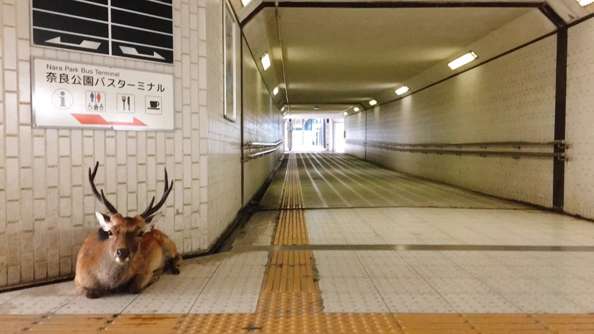 奈良公園の鹿がこんなところに？暑さのせいで地下道へ迷い込んだのかな？