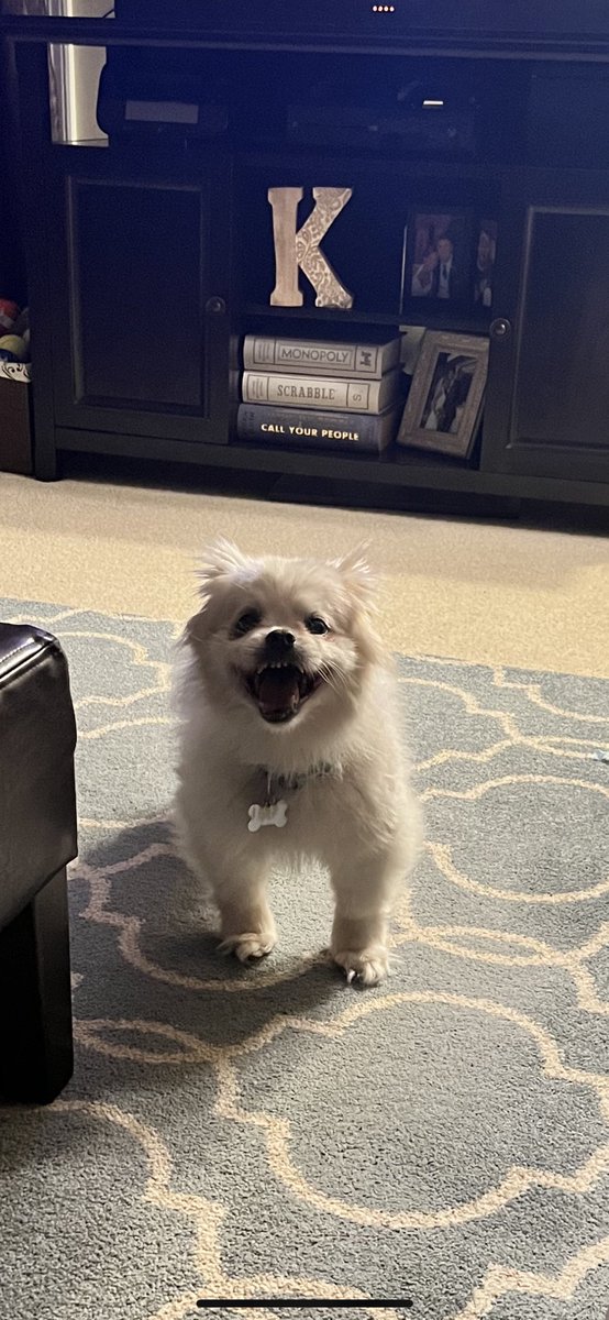 klaykoester's tweet photo. Happy #NationalDogDay to the one that Stares me down Night after Night 😂😂😂. #IveGotAnEyeOnYou #CoachesDog #SammyProblems #OldMan https://t.co/z8XnMcXppN