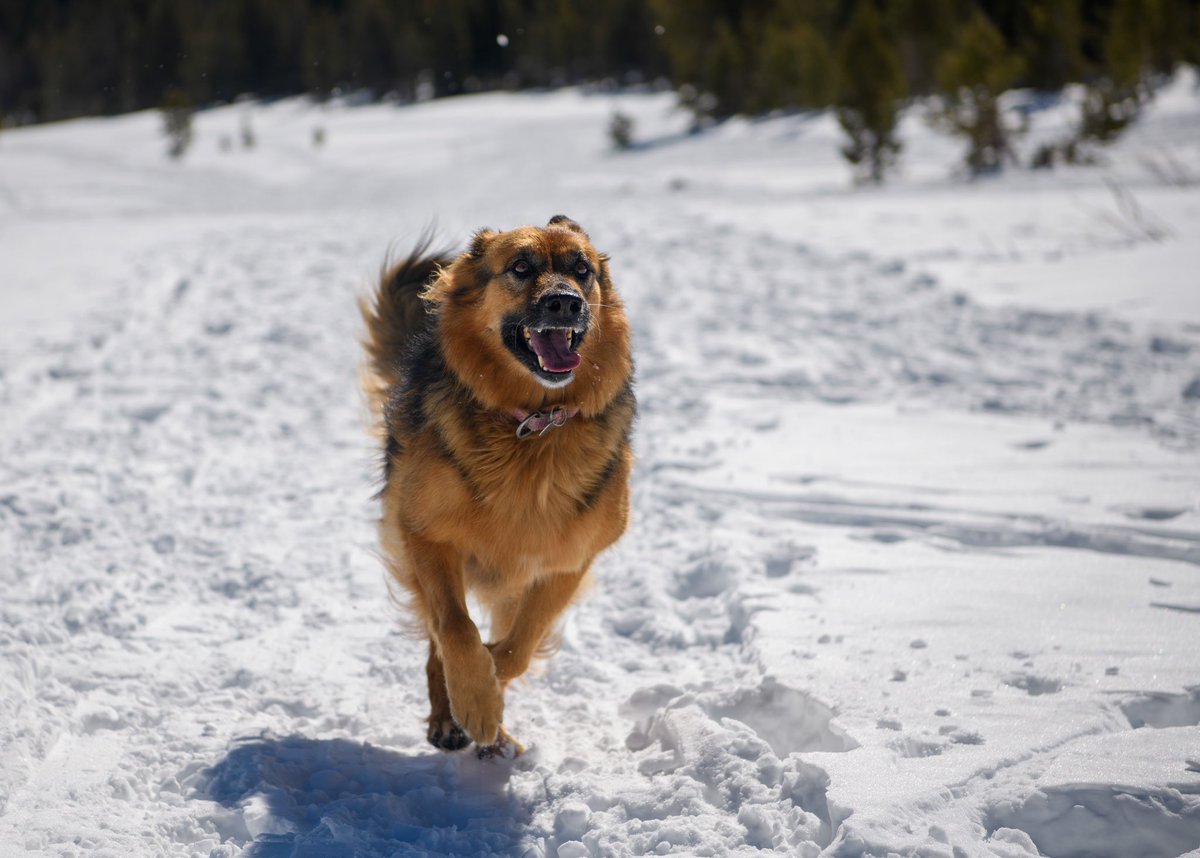 onboapi's tweet photo. This is Heidi! She’s running BD at Onbo - the rainbow wings let her make smart deals. 14/10 business dog at heart! https://t.co/vEYqjcLHS2