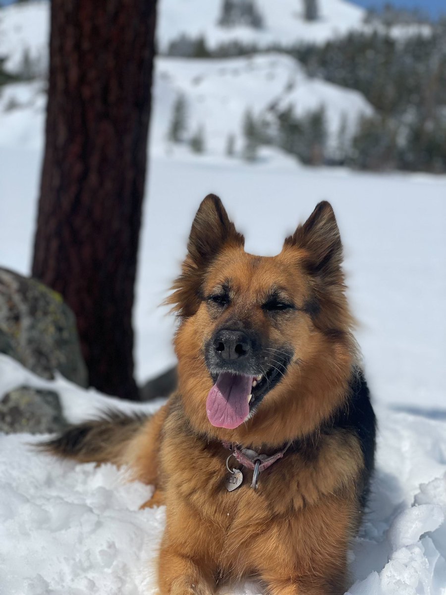 onboapi's tweet photo. This is Heidi! She’s running BD at Onbo - the rainbow wings let her make smart deals. 14/10 business dog at heart! https://t.co/vEYqjcLHS2