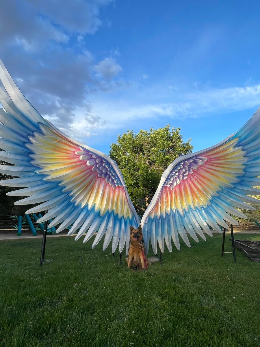 onboapi's tweet photo. This is Heidi! She’s running BD at Onbo - the rainbow wings let her make smart deals. 14/10 business dog at heart! https://t.co/vEYqjcLHS2