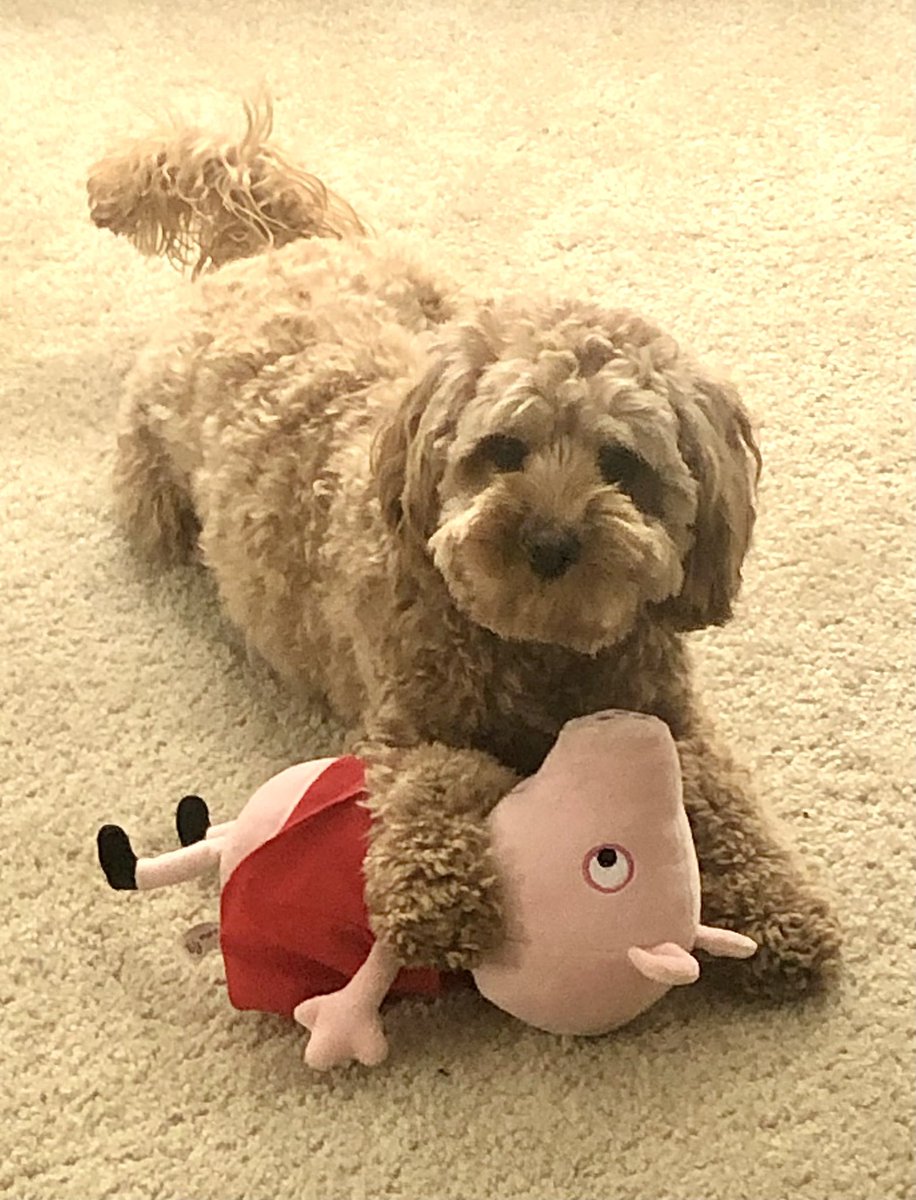 MumsPoos's tweet photo. @DoodleNessa Happy #InternationalDogDay to all! https://t.co/KWefGCNQjL
