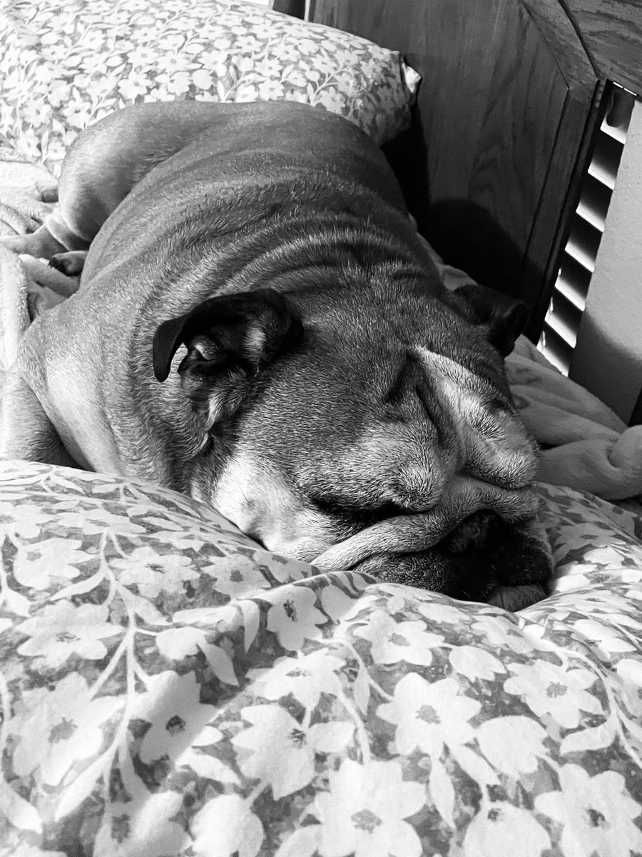 Gmspirateart's tweet photo. National dog day !  Here is my entry. Cesar Augustus and Buster Coyote age 8 https://t.co/c4dqbStDqV