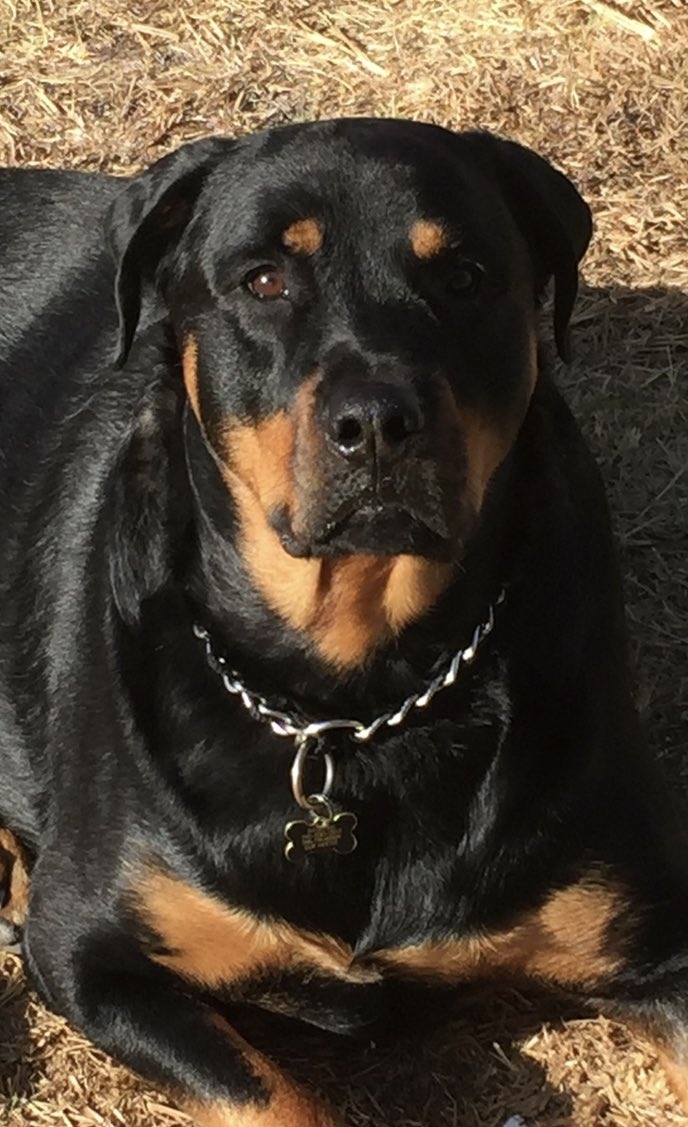 ipachik4ever's tweet photo. #NationalDogDay #Basilone #MyPuppy 😍 https://t.co/SBtbUhGcGH
