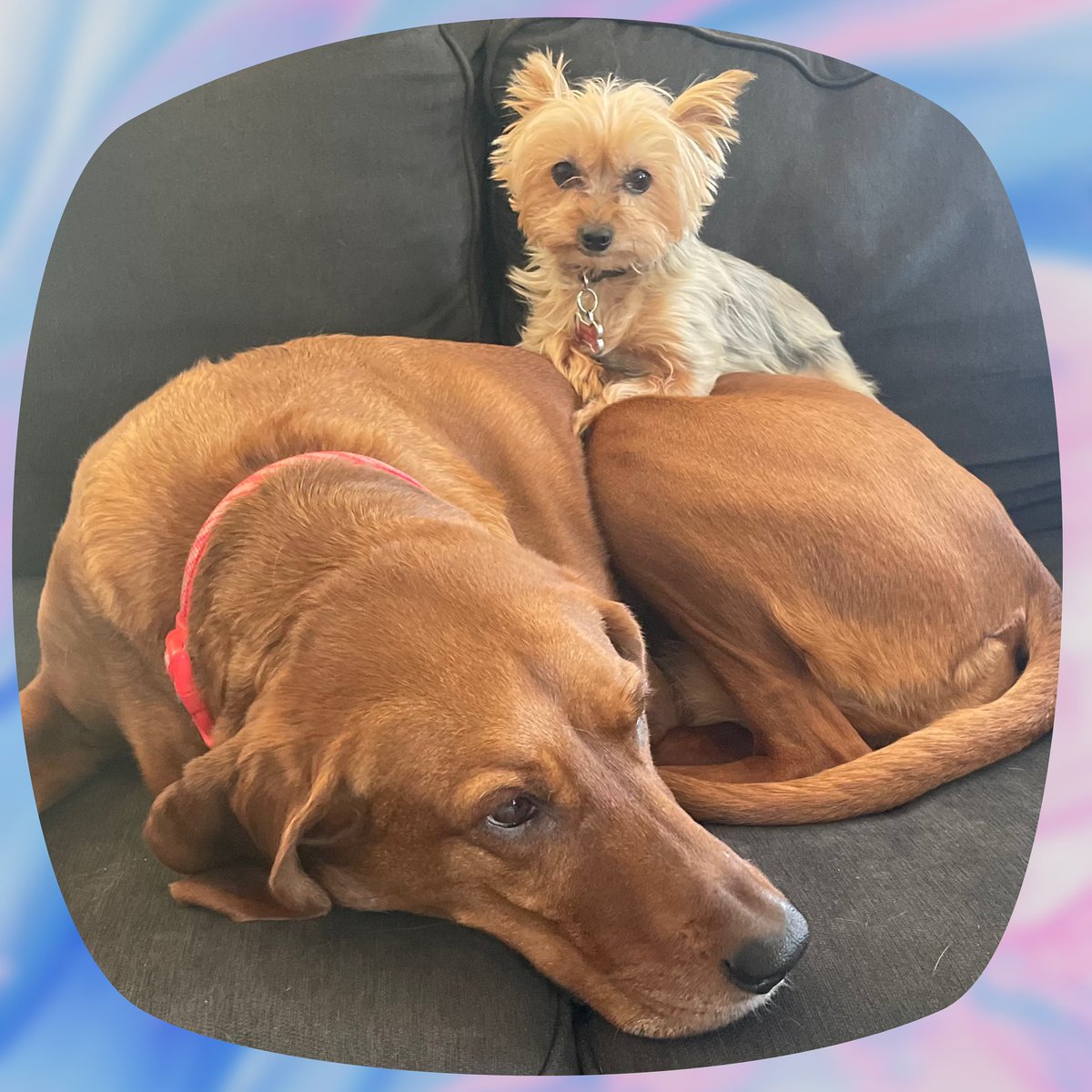 Randi Payne tweet media