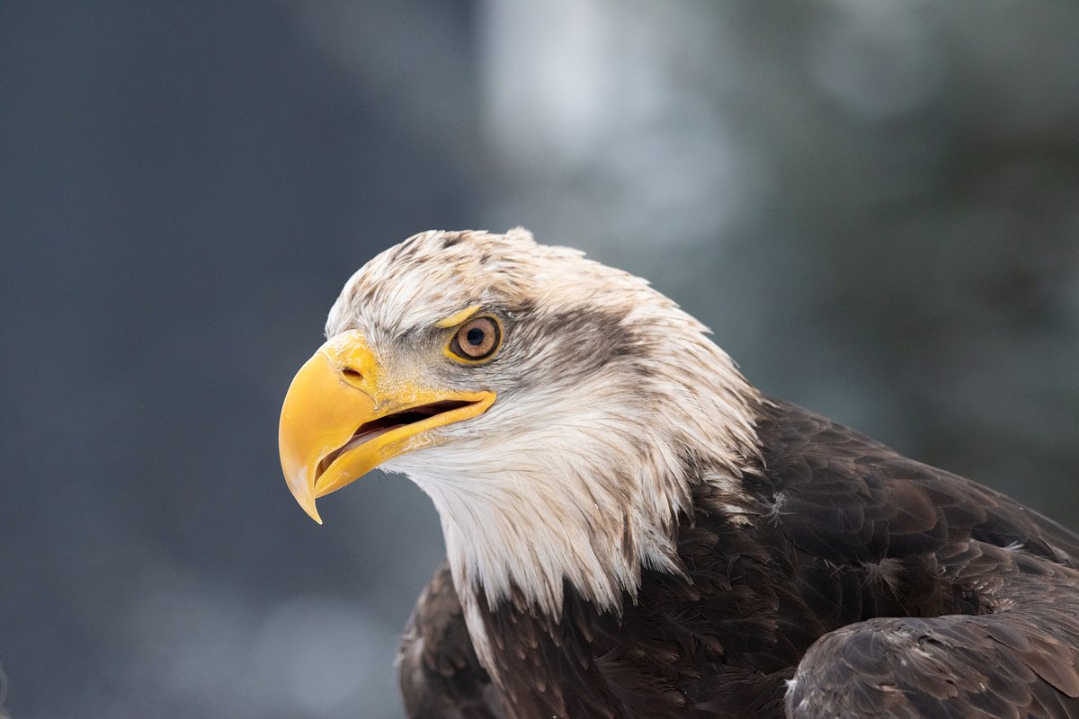 TodaysBaldEagle's tweet photo. (Photo by Christy Beery)
#wildlifephotography #nature #bloodpressurebreak #birdtwitter https://t.co/p8H698Jtci