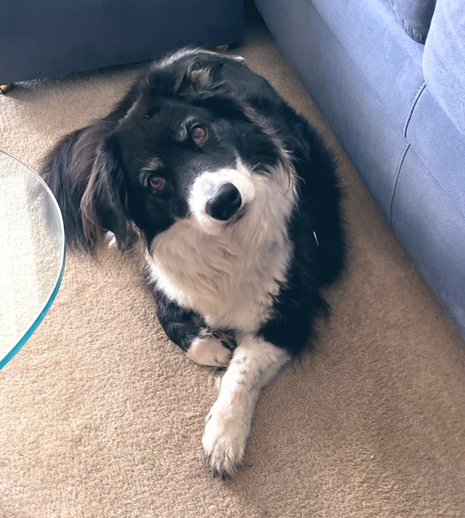 Framechik's tweet image. Happy National Dog Day! My babies, past and present