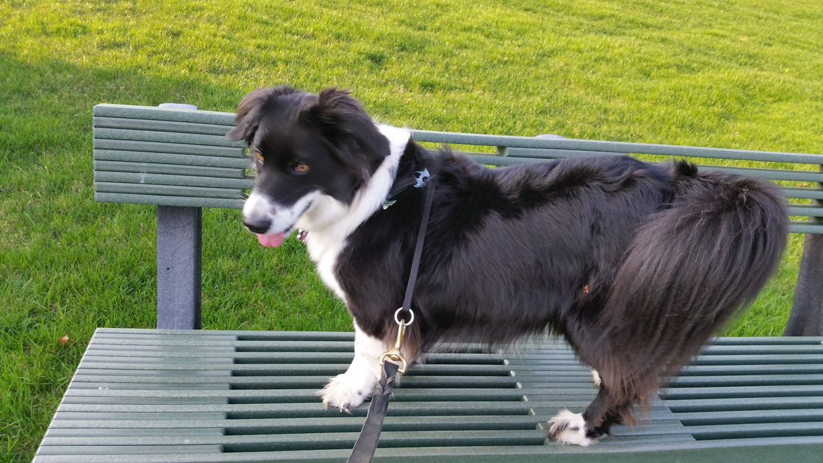 Framechik's tweet image. Happy National Dog Day! My babies, past and present