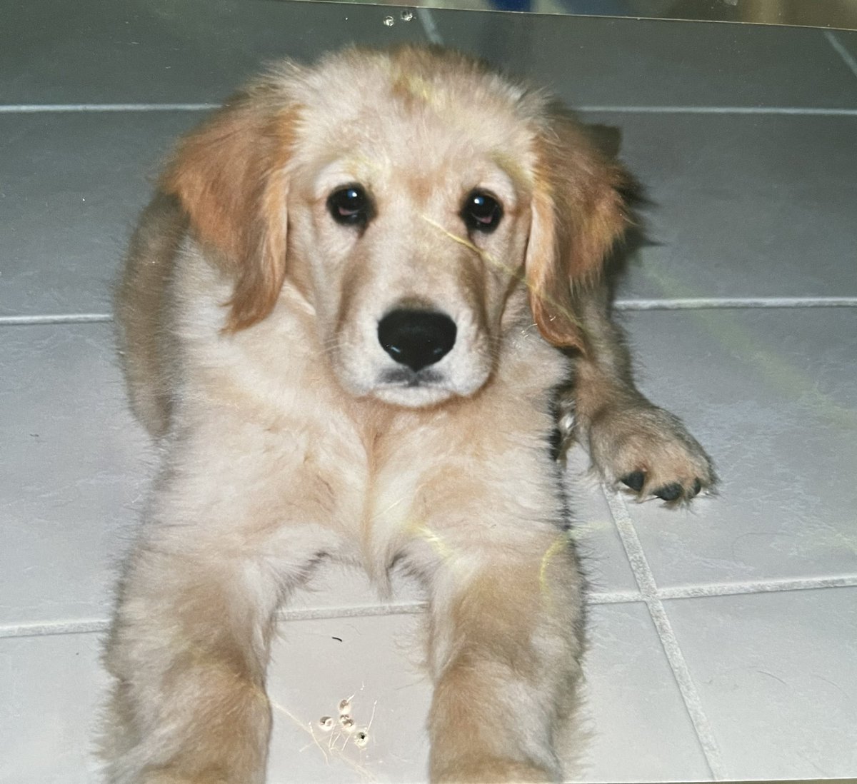 Framechik's tweet image. Happy National Dog Day! My babies, past and present