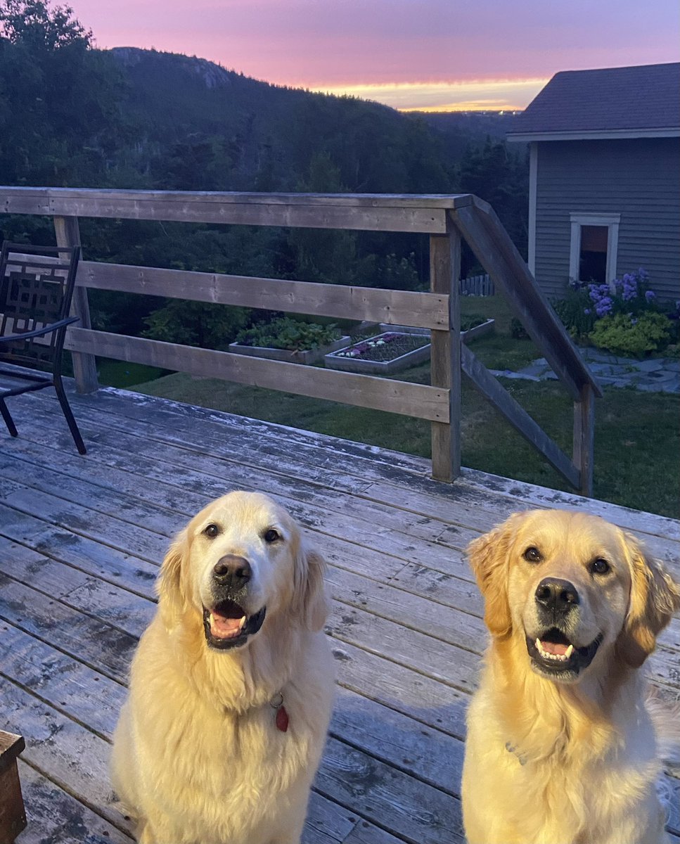 SamKennyE's tweet photo. @vianne_timmons @MemorialU Nelson and Winston! @MemorialU community is full of us dog lovers 😍 https://t.co/Y4FZYCLT7L