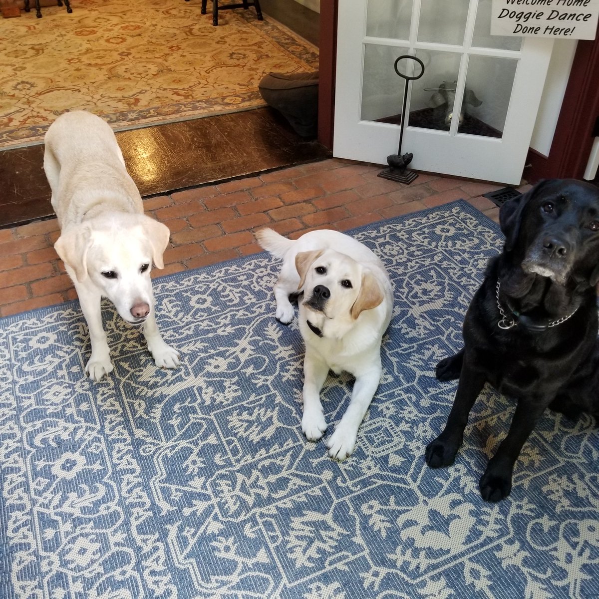 My heart❤❤❤
#NationalDogDay