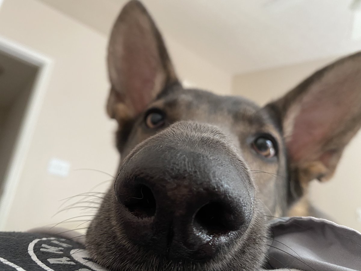 YukiYoChan1's tweet photo. Hi guys! Live on twitch now! Updating/working on my house! See ya there and enjoy this cute pic of my dog! #TwitchAffilate #girlgamers #relaxing #hangout
https://t.co/7HlOZnQkjA https://t.co/UFyRHg3kz4