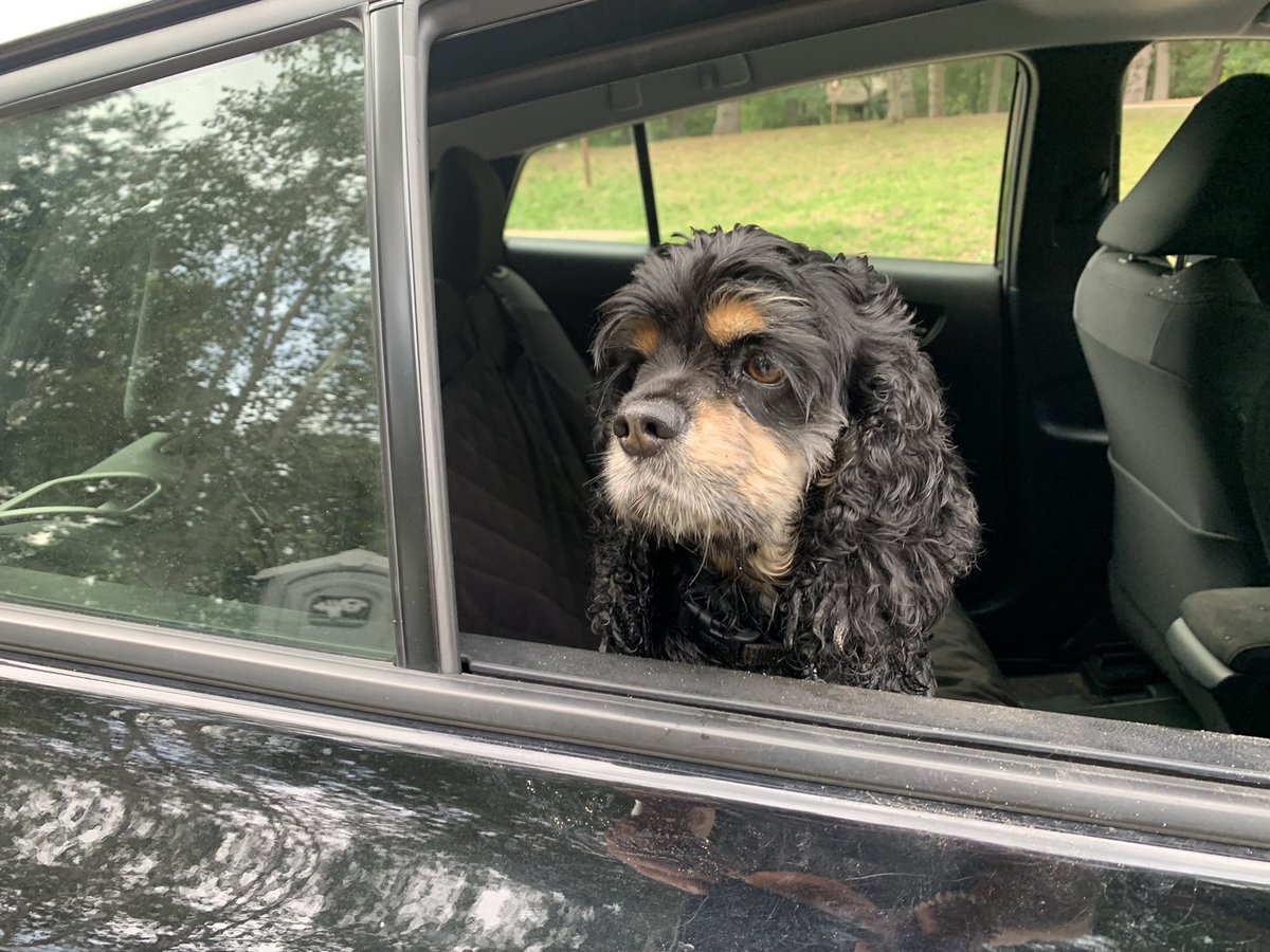 kwmurphy's tweet photo. Princess Vida Marie, in her limo en route to the  #InternationalDogDay Pageant. https://t.co/7Iu1zEDLjl