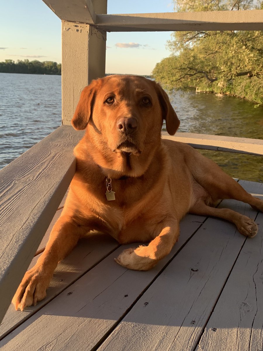 CptAdorablesMom's tweet photo. Happy #InternationalDogDay ! ❤️this sweet girl🦴🐾🐶 https://t.co/M24lMmnvJc