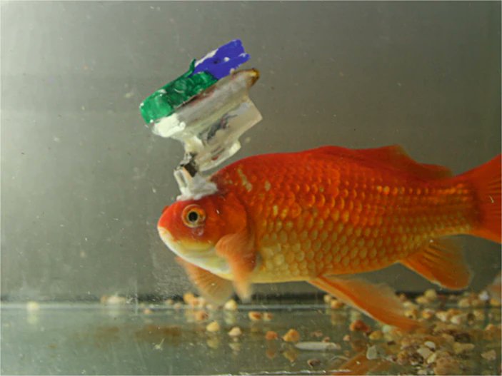 Rodent electrophysiologists, just remember no matter how hard your work is getting, it's probably easier than recording from goldfish