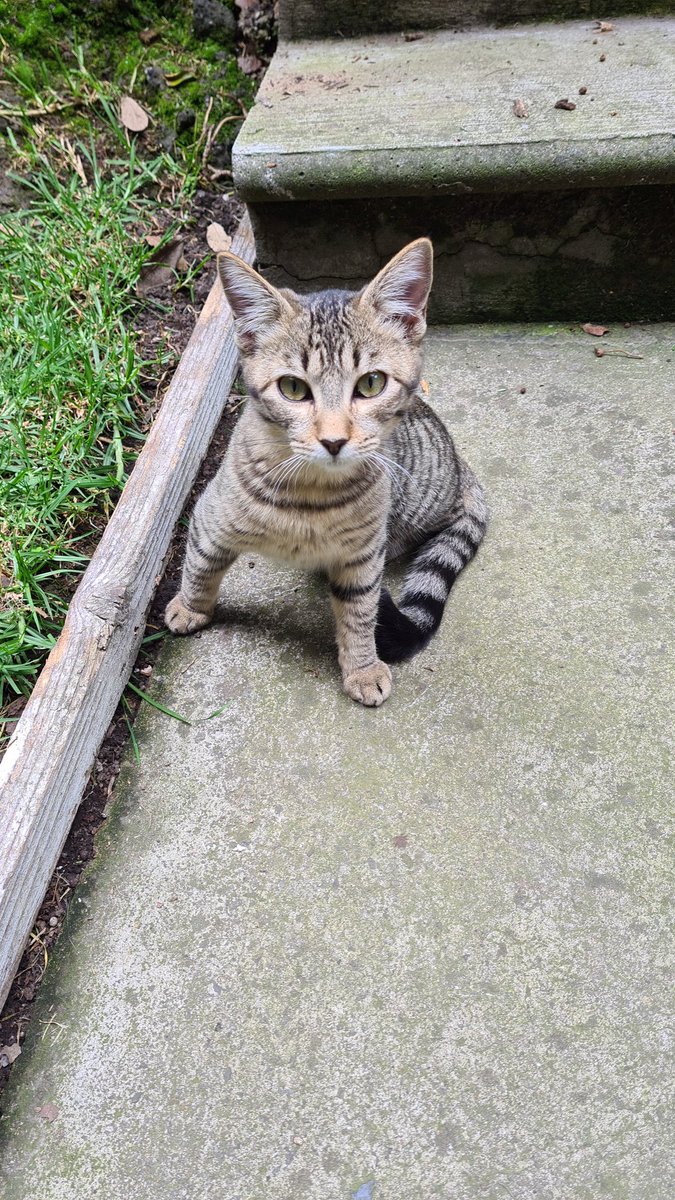 Dcyon's tweet photo. #AdoptadoCompres #Adopta #AdopciónResponsable #OptaPorAdoptar #Cdmx macho 4 meses #ProtocoloCompleto #Esterilizado Info solo #WhatsApp 5555040979 https://t.co/6zuVhVM39a
