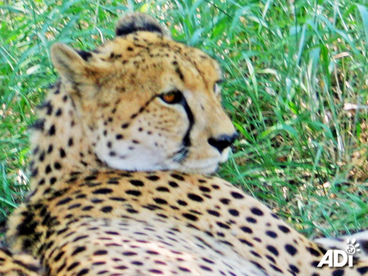 AnimalDefenders's tweet photo. Illegal pet sales of endangered species like cheetahs &amp; pygmy marmoset monkeys continue on Facebook, despite their goal, as part of a coalition, to cut #wildlifetrafficking by 80% by 2020. Wild animals are not pets &amp; commodities. Please report such sales directly to the platform. https://t.co/he5a5iMVUN