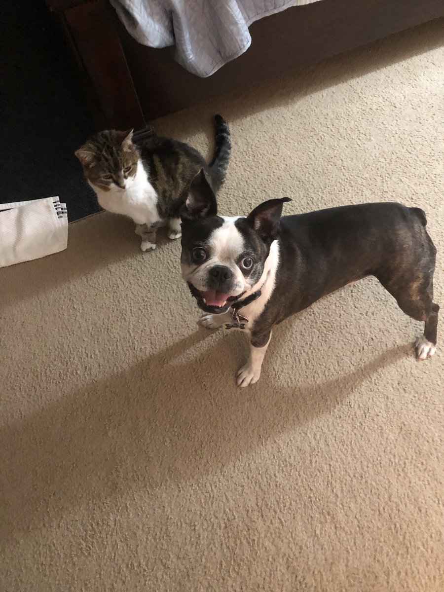 BTWinston's tweet photo. It’s not just National Dog Day, but also my Gotcha Day. This makes me happy. 🐶 https://t.co/QSYTauFMHM